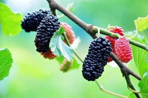 副作用|哪些中药可以长期饮用?哪些会给身体带来负担?本文带你了解