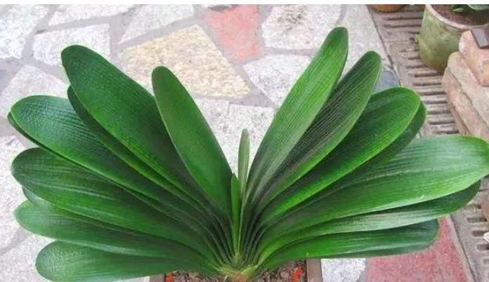 养花|养君子兰，用上这“2种肥”，比什么淘米水、黄豆水强“100倍”