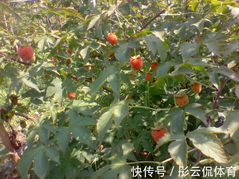 大棚|儿时爱吃的野果,如今已上市,一斤52元,却很少人规模种植