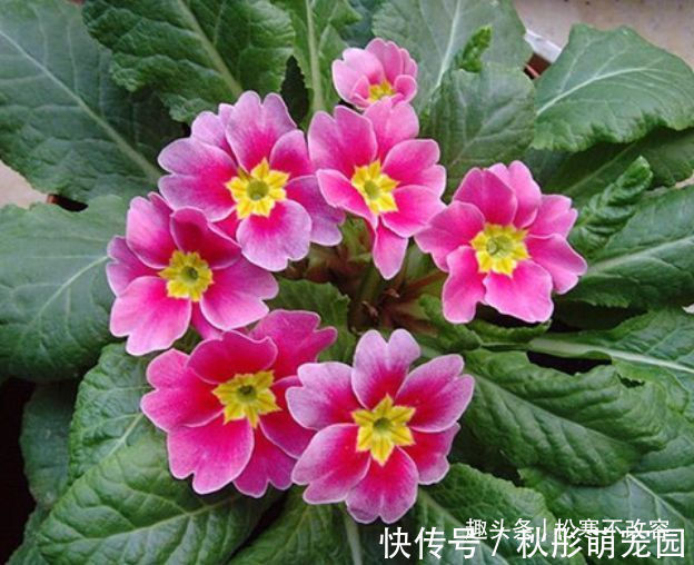 家里种这些花朵,花开繁盛惹人爱,养出漂亮花海,值得拥有