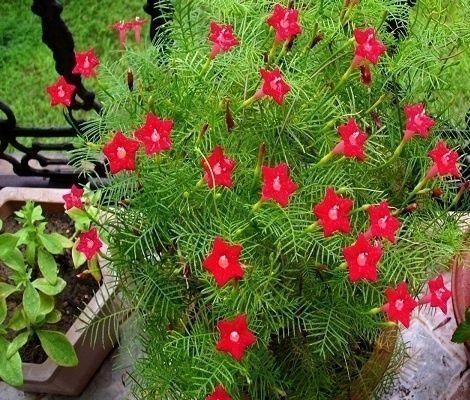 想让阳台变成绿瀑布,那就赶快养上这种爬蔓花