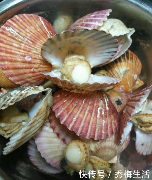 蒜蓉蒸扇贝|蒸扇贝,冷水上锅就错了,学学海边人做法,肉质鲜嫩,饱满不回缩