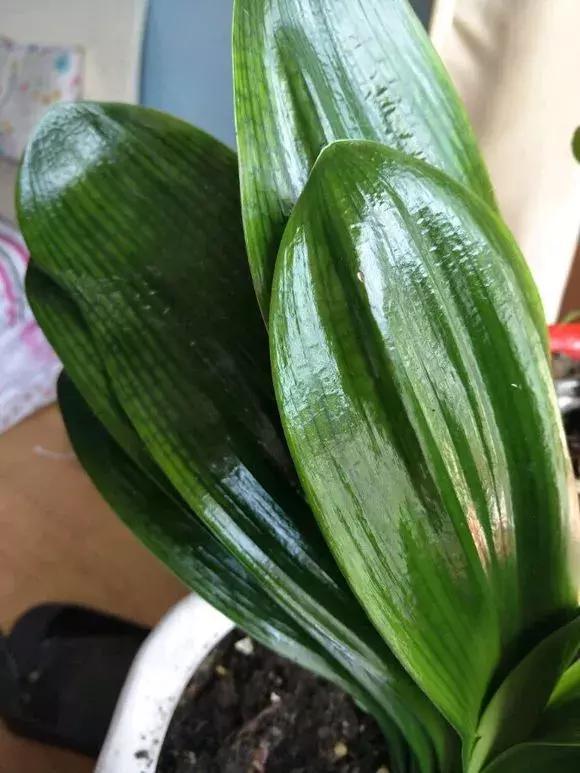 4种花再好看也别买,养不活不值钱,还惹一肚子气!