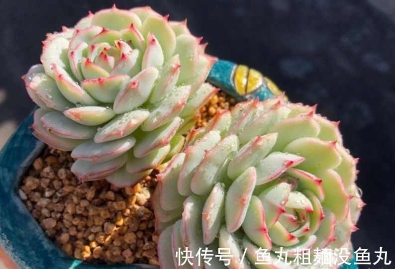 蔓莲|多肉甘草船长——底色如玉,叶形似花,如此漂亮的船长你不上船?