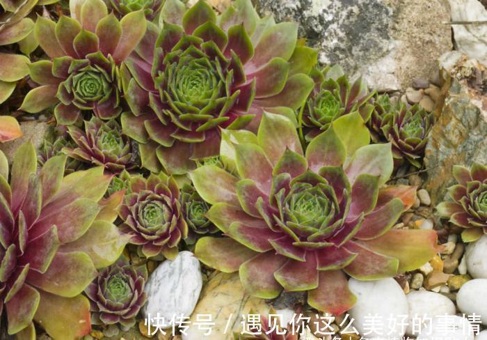 10种最耐寒的多肉植物,零下了都不会死,新手就养它们吧