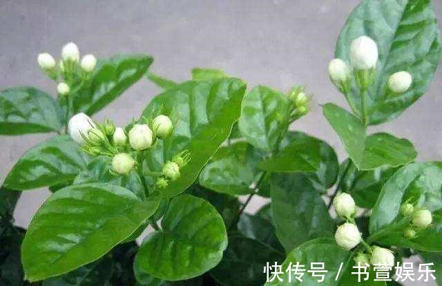 这4种花，时间越久越值钱，修修剪剪是老桩，花友看了直喊羡慕