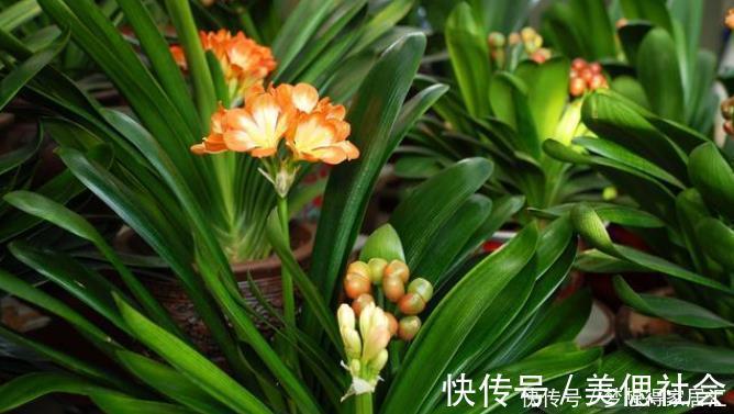 经验|20年的养花经验,告诉你4个绝技,保证养花不死