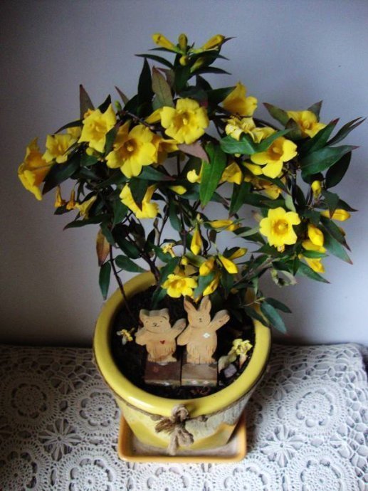 此花比香水还香,花期超半年,冬天也开花,漂亮又好养,值得拥有