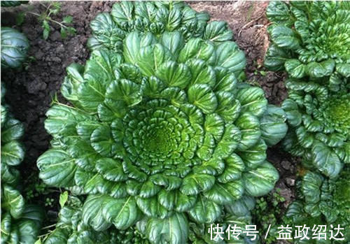 霜打过的菜为何甜？这4种菜不怕冻，别错过最后一种，越冷越好吃