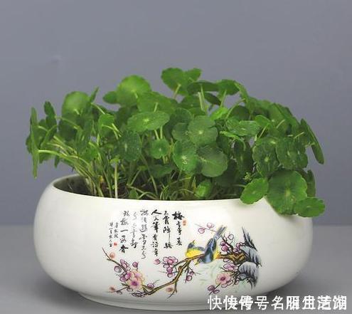 日子|3种绿植，开花便是“好兆头”，家里放一盆，日子顺风又顺水