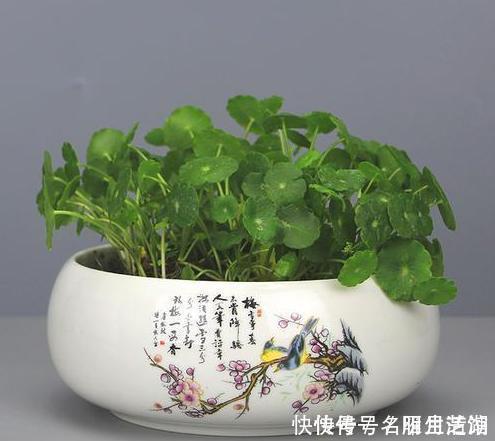 日子|3种绿植,开花便是“好兆头”,家里放一盆,日子顺风又顺水