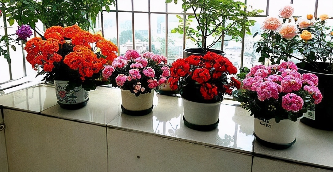 立秋后，3种花要及时“翻盆”，不然影响“生长”和开花