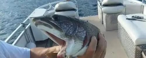 小伙钓鱼，鱼钩一沉以为是个大家伙，拉起钩来却从来没见过