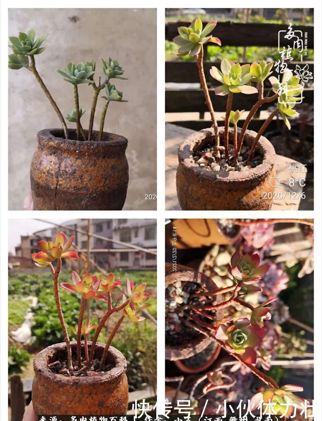 懵懵懂懂入肉坑,跌跌撞撞养多肉