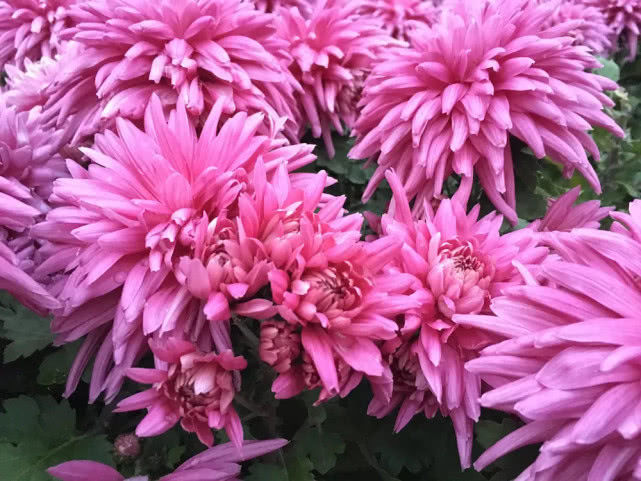 喜欢菊花,就养盆“菊中珍品”胭脂红,花团锦簇,群芳争艳!