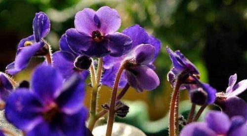  盆栽|4种花，美丽不输牡丹，开花勤快，养护简单，是盆栽佳品