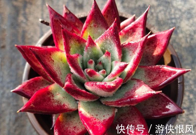 多肉黑檀汁、口红和红檀汁颜值大比拼,谁才是你心目中的冠军?