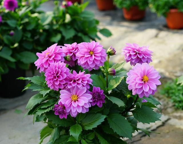 此花美丽,美如牡丹,仙气十足,花期长花量大,易种,阳台好盆栽