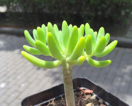 多肉八千代怎么叶插生根快教你3个小步骤,不仅易生根长势还旺