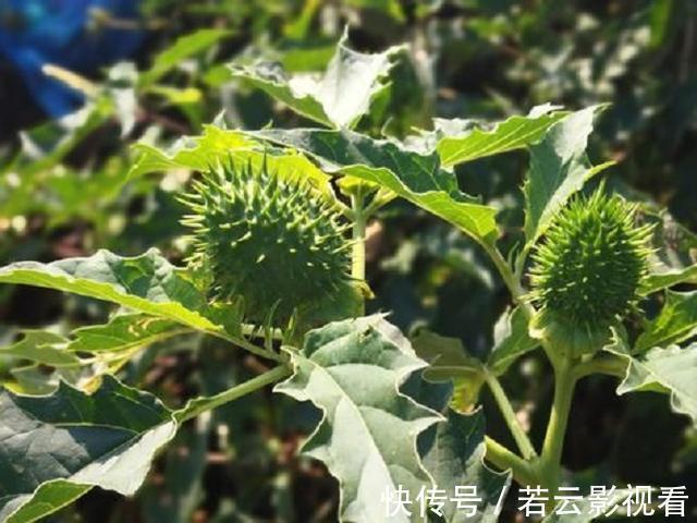 神秘的曼陀罗花，原来在农村随处可见，且有很多作用，见到别乱采