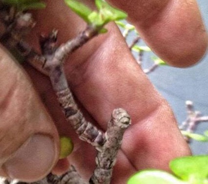 李大姐养“玉树”，专用“这水”浇，10个月就能成“老桩”，好看