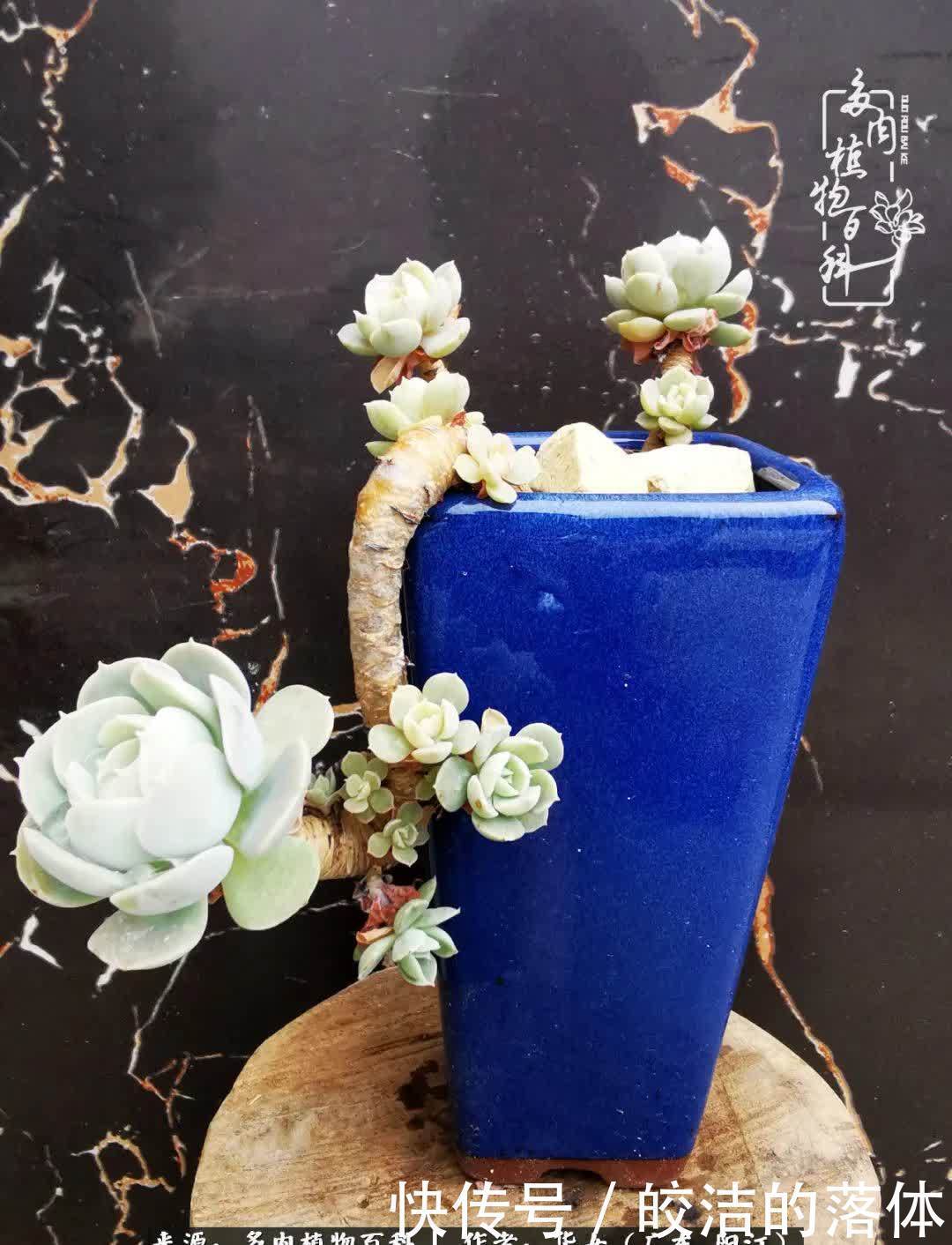 广东的冬天是多肉的春天,时间是最好的魔法师!