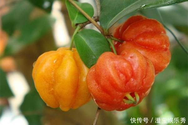 长相似南瓜,失眠的人吃上几粒很好,市场卖20元一斤,可种植吗