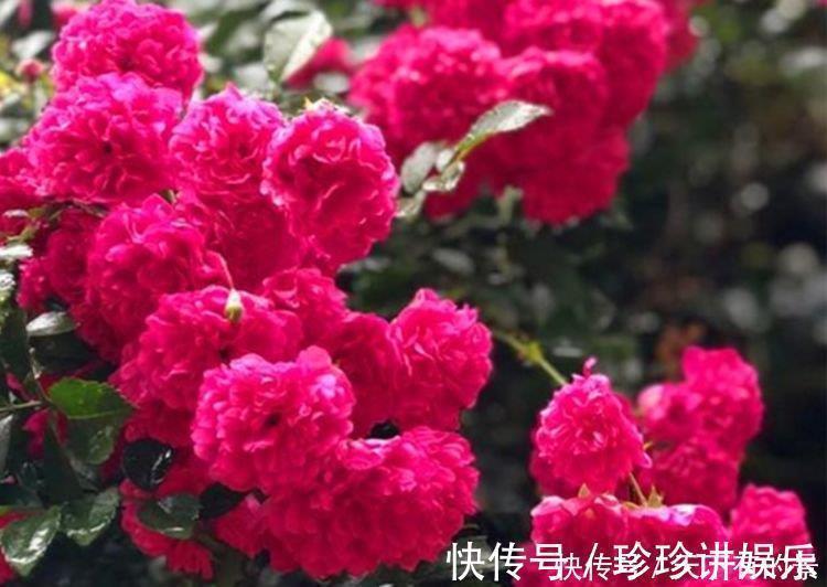 3种漂亮花,花朵大花期长,一年四季开花不断,花朵姿态万千,美