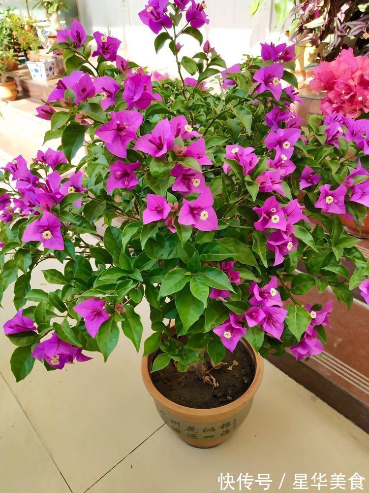 清新脱俗|养花就养个花期长的，花大色艳，清新脱俗，懒人最爱