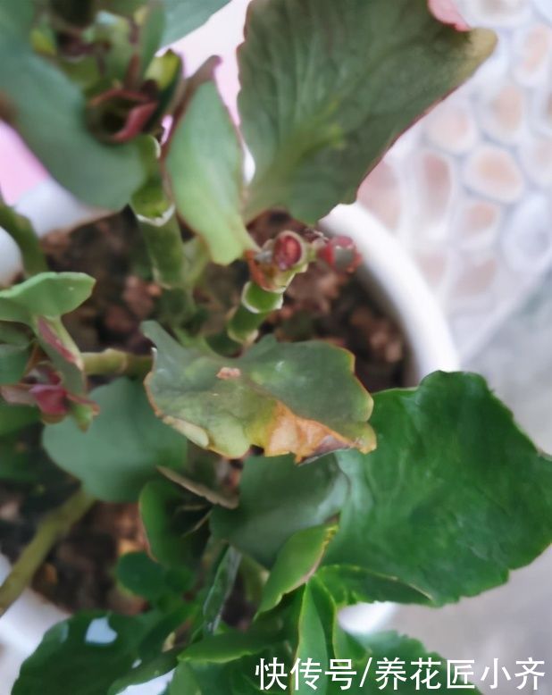 症状|养长寿花要会“观叶”，发现症状，对症下药，才能“药到病除”
