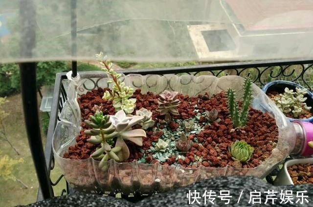 s只要家里有油桶,就不用花钱买花盆!多肉种在油桶里,叶子胖嘟嘟