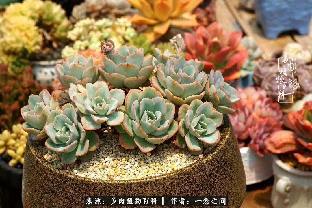 群友聊多肉没有最二只有更二,爆笑百科二群的二货二事!