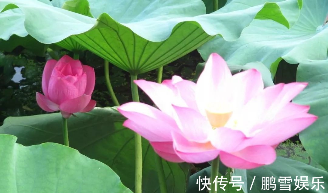 此花所代表的的是高尚和优雅的气质,是一种高雅的花卉