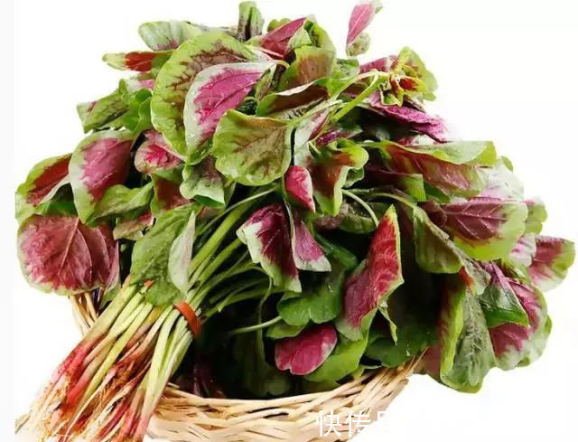 香椿|蒲公英、香椿、榆树钱、白蒿……一种野菜治一种病