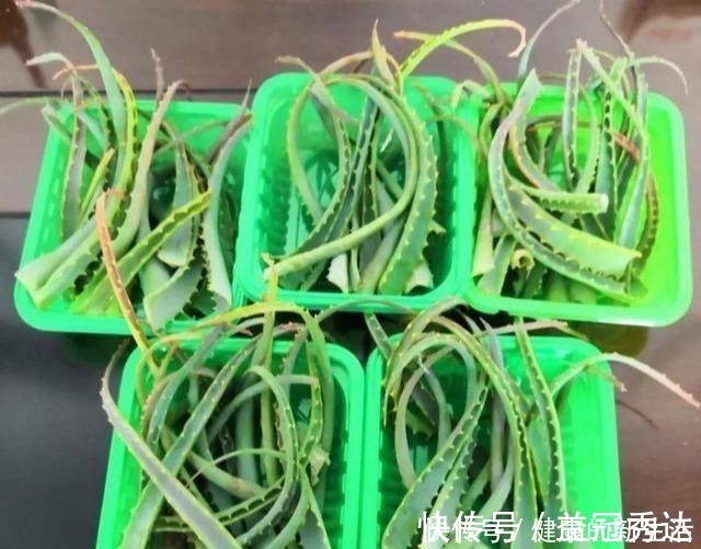 芦荟|芦荟不值钱,养成“老桩”很稀罕,叶子胶质多,越老越值钱!