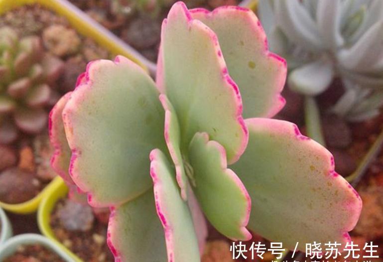 多肉蝴蝶之舞,微风拂过时,其叶片就像翩翩起舞的彩蝶,迷煞人也