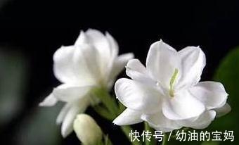 什么花适合放在卧室,卧室养花的注意事项