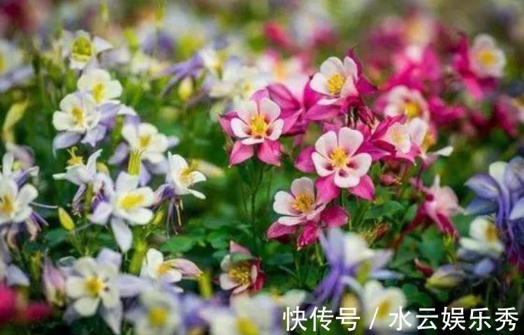 蟹爪兰花|寓意超好的旺运花,吉祥又喜庆,年年开花美翻