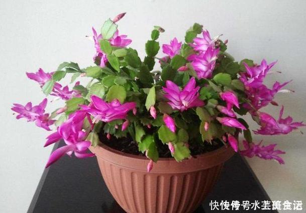 营养价值|居家自制肥:别光盯着淘米水了,用它们做花肥,营养价值更高
