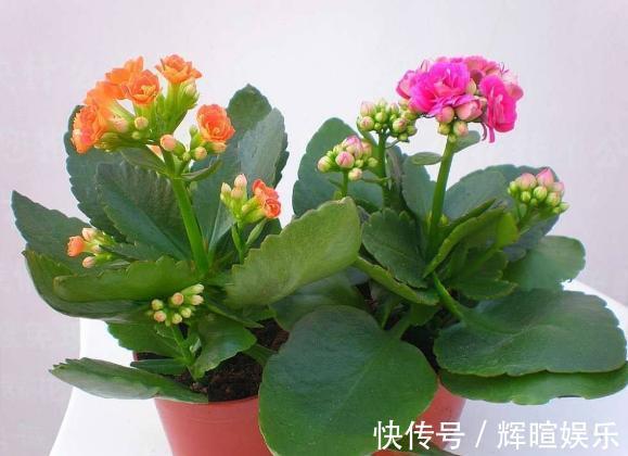 新手花友养长寿花，该牢记哪些才能一年四季开花