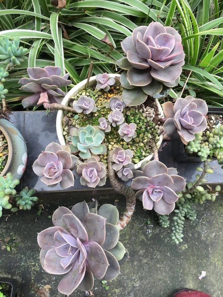 养多肉会上瘾,3年养了500多盆,既美化了环境又愉悦了心境!