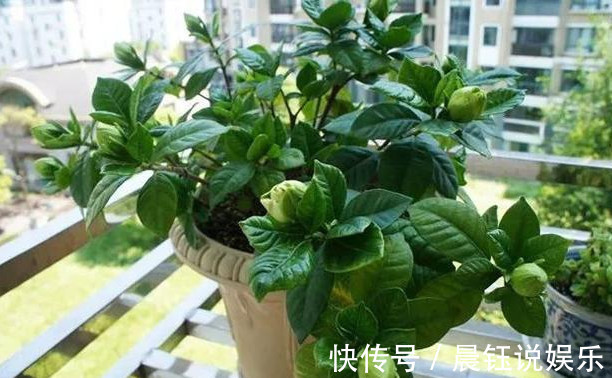 湿润|家养栀子花,关键在3点,不黄叶掉叶,年年开花,花开爆满盆!