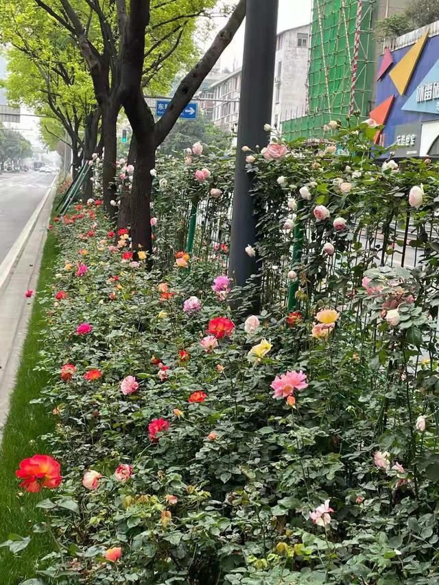 50多个品种！成都“高颜值”月季上街了
