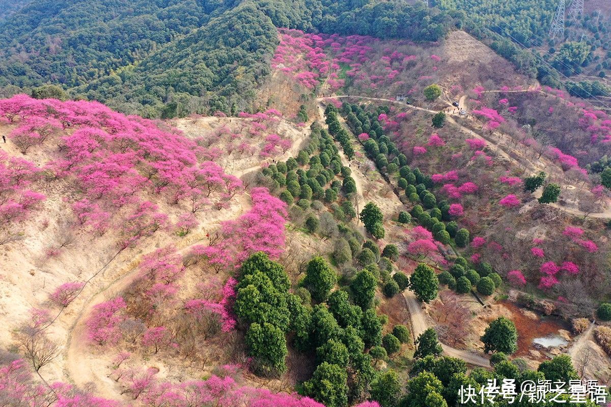 宁波第一免费赏梅地，梅开成海，春节打卡地