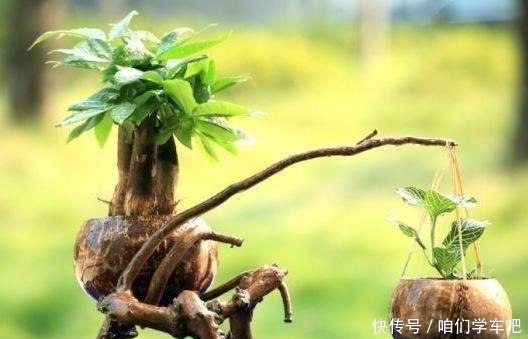 6种“垃圾”最适合做花盆,一分钱不花就能得到,比买来的还精致!