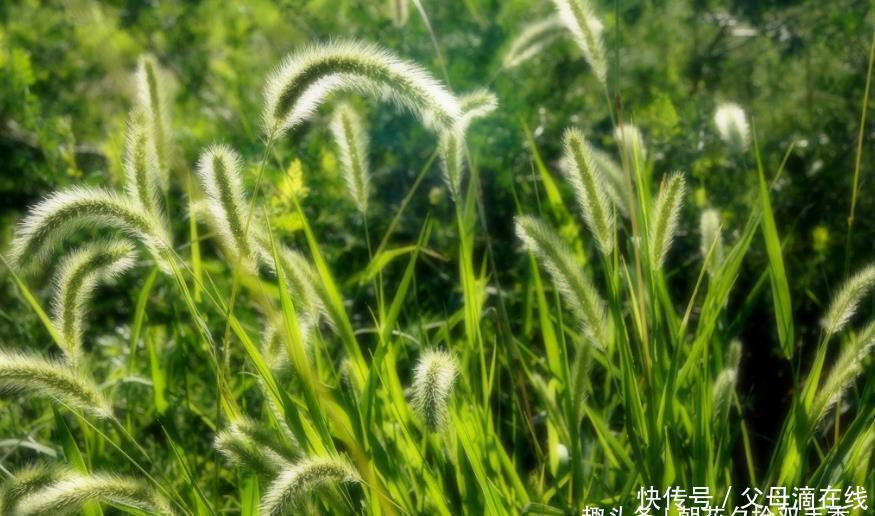 狗尾草|农村很普遍的野草,过去常被人们拿来喂牛羊,殊不知有多种用途
