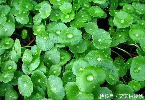 寓意美好的4种花,懂花的人都喜欢养几盆,好养好看真精神