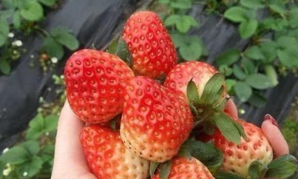 血糖生成指数|糖尿病真不能吃甜食其实大错特错了,三种甜品无需忌口