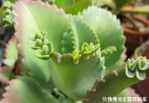 邻居|她只养一种多肉植物,一年一盆变10盆,邻居看了都羡慕