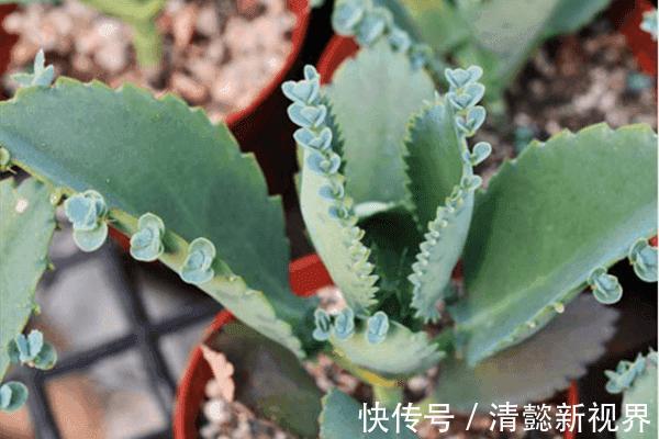 不死鸟|听名字以为是鸟,实际是“养不死”的绿植,不浇水都能蹭蹭长